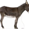 Donkey Cardboard Cutout Side On 119cm X 160cm -Lifesizecutouts donkey side on 052