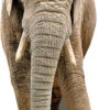 Elephant Cardboard Cutout Front On -Lifesizecutouts elephant front