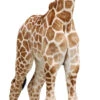 Giraffe Calf 529 Cardboard Cutout -Lifesizecutouts giraffe calf 529 1600 x 650