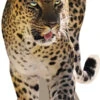 Leopard 887 Cardboard Cutout -Lifesizecutouts leopard 887 600 x 1200