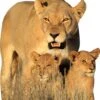Lion And Cubs Cardboard Cutout -Lifesizecutouts lion and cubs