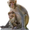Monkey And Baby 418 Cardboard Cutout -Lifesizecutouts monkey and baby 418 cutout