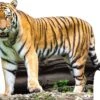 Tiger Cardboard Cutout Side On -Lifesizecutouts tiger side