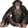 Young Chimpanzee 375 Cardboard Cutout -Lifesizecutouts young chimp 375 cutout 750mm ref 1