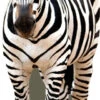 Zebra Cardboard Cutout Front On -Lifesizecutouts zebra front 2