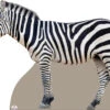 Zebra Cardboard Cutout Side On