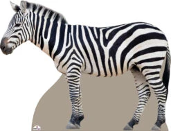 Zebra Cardboard Cutout Side On